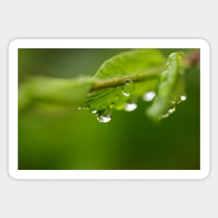 Raindrops on the leaves Sticker